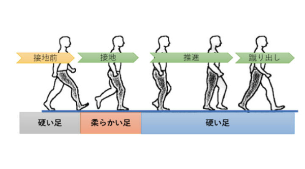 歩行中の足はこう動いている――アーチの変化と3つのフェーズ